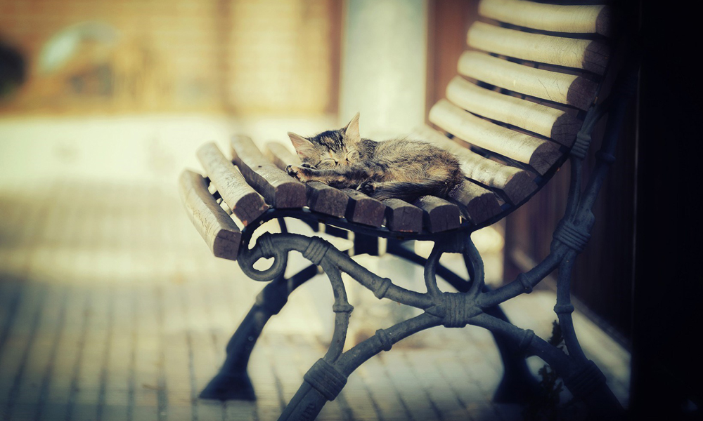 Bench cat