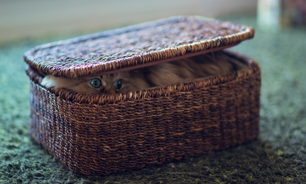 Cat box