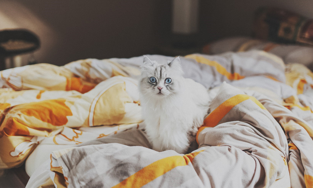 Mood bed kitten