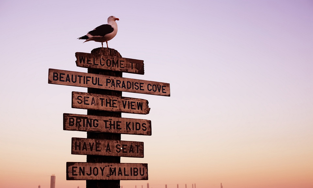 Message bird seagull